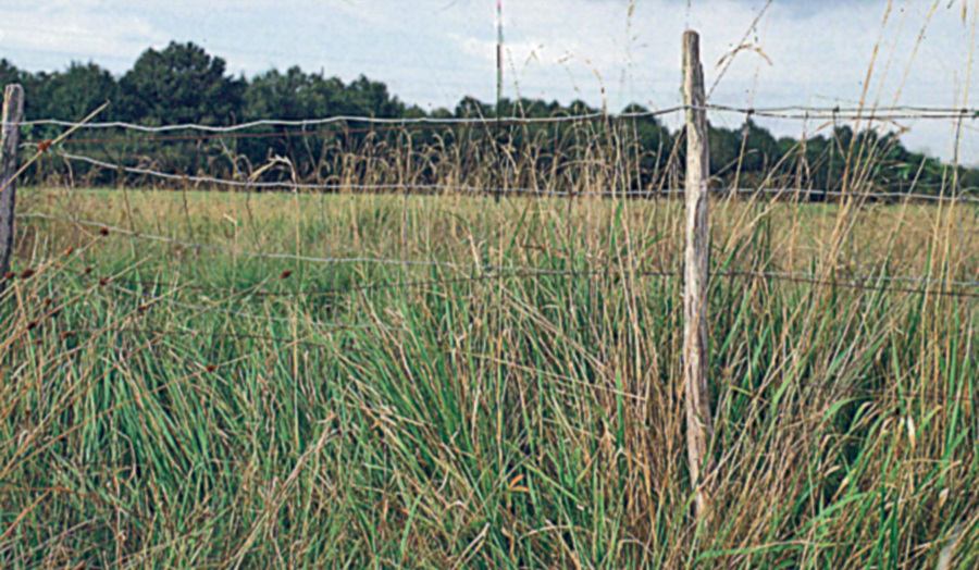 campo